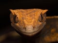 Crested Gecko Royalty Free Stock Photo