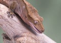 Crested Gecko. Isolated against a muted green background. Focus on the eyes.