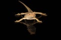 Crested gecko - isolated on solid background Royalty Free Stock Photo