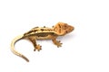 Crested gecko isolated on white background Royalty Free Stock Photo