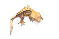 Crested gecko isolated on white background