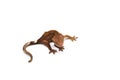 Crested gecko isolated on white background Royalty Free Stock Photo