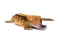 Crested gecko isolated on white background Royalty Free Stock Photo