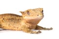 Crested gecko isolated on white background Royalty Free Stock Photo