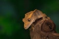 Crested Gecko Royalty Free Stock Photo
