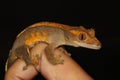 Crested Gecko