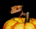 Crested Gecko Pumpkin Royalty Free Stock Photo