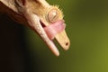 Crested gecko - studio photograph