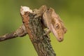 Crested gecko Royalty Free Stock Photo