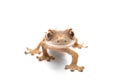 Crested Gecko Royalty Free Stock Photo