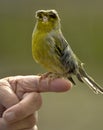 Crested Gloster canary bird perching on human finger Royalty Free Stock Photo