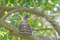 Crested Goshawk (Accipiter trivirgatus) Royalty Free Stock Photo