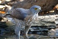 Crested Goshawk Accipiter trivirgatus Beautiful Birds of Thailand Royalty Free Stock Photo