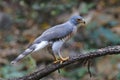 Crested Goshawk Accipiter trivirgatus Beautiful Birds of Thailand Royalty Free Stock Photo