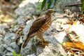 Crested Goshawk (Accipiter trivirgatus) Royalty Free Stock Photo