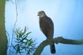 Asian Crested goshawk on a branch, ( Accipiter trivirgatus formosae ), bird, eagle, wildlife, nature, animals Royalty Free Stock Photo