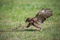 Crested Goshawk bird fighting with snake Royalty Free Stock Photo