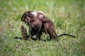 Crested Goshawk bird fighting with snake Royalty Free Stock Photo