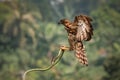 Crested Goshawk bird fighting with snake Royalty Free Stock Photo