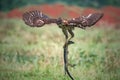 Crested Goshawk bird fighting with snake Royalty Free Stock Photo