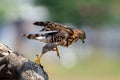 Crested Goshawk in hunt lizard, alap alap bird, animal closeup Royalty Free Stock Photo