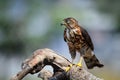 Crested Goshawk in hunt lizard, alap alap bird, animal closeup Royalty Free Stock Photo