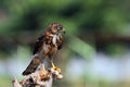 Crested Goshawk in hunt lizard, alap alap bird, animal closeup Royalty Free Stock Photo