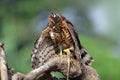 Crested Goshawk in hunt lizard, alap alap bird, animal closeup Royalty Free Stock Photo