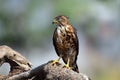 Crested Goshawk in hunt lizard, alap alap bird, animal closeup Royalty Free Stock Photo