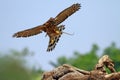 Crested Goshawk in hunt lizard, alap alap bird, animal closeup Royalty Free Stock Photo