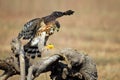 Crested Goshawk in hunt lizard, alap alap bird, animal closeup Royalty Free Stock Photo