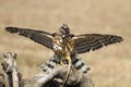 Crested Goshawk in hunt lizard, alap alap bird, animal closeup Royalty Free Stock Photo