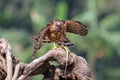 Crested Goshawk in hunt lizard, alap alap bird, animal closeup Royalty Free Stock Photo