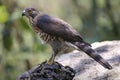 Crested Goshawk with yellow or orange eyes Occipital crest Gray head, gray-brown body, white neck, central line, black neck With a