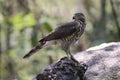 Crested Goshawk with yellow or orange eyes Occipital crest Gray head, gray-brown body, white neck, central line, black neck With a