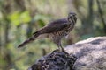 Crested Goshawk with yellow or orange eyes Occipital crest Gray head, gray-brown body, white neck, central line, black neck With a