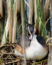 Crested Grebe with hatchling