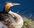 Crested grebe, podiceps cristatus, duck and baby Royalty Free Stock Photo