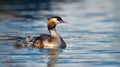 Crested grebe, podiceps cristatus, duck and baby Royalty Free Stock Photo