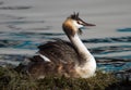 Crested grebe, podiceps cristatus, duck brooding