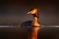 Crested Grebe, Podiceps cristatus, water bird sitting on the nest. Nesting time, on the dark green lake, bird in the nature Royalty Free Stock Photo