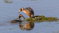 Crested grebes with eggs nest in the middle of the lake.