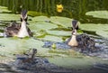 Crested grebes family giving fish to babies