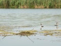 Crested grebes near nest with eggs