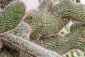 crested green cactus