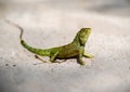 Crested green Lizard Basking on Warm Sands of its Natural Habitat. while its sharp claws provide glimpse of creature\'s