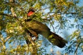 Crested guan - Penelope purpurascens black crested bird, ancient group of birds of Cracidae, found in the Neotropics, lowlands