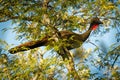 Crested guan - Penelope purpurascens black crested bird, ancient group of birds of Cracidae, found in the Neotropics, lowlands