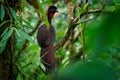 Crested guan - Penelope purpurascens black crested bird, ancient group of birds of Cracidae, found in the Neotropics, lowlands