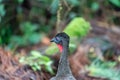 Crested guan (Penelope purpurascens) in Costa Rica Royalty Free Stock Photo
